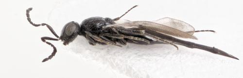Platygaster munita